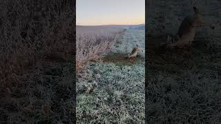 Trapping Coyotes in Pennsylvania [upl. by Werd]