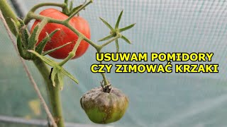 Zimowanie Pomidorów  Czy warto zimować krzaki Pomidorów tak jak Papryki Koniec Uprawy Pomidorów [upl. by Reve8]