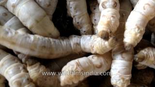 Silk worm farming in India how your silk is made [upl. by Suirtimed]