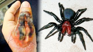 THE MOST DANGEROUS SPIDERS In The World [upl. by Mobley146]