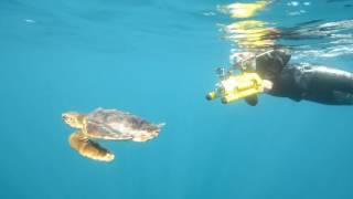 Enfants de la Mer  Relâcher de tortues à ArgelèssurMer [upl. by Semele234]