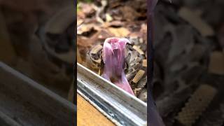 Check out this Snake Yawn🤩🥰 Wild Moment [upl. by Aibonez]