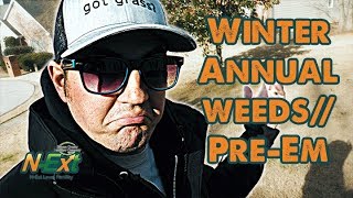 Winter Annual Weeds and PreEmergent Apps  NExt DIY Lawn Care Tips [upl. by Amzaj326]