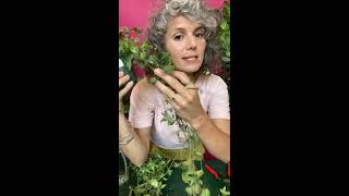 Plant Session 11 Saving Dying Plants Part 3 [upl. by Grew]