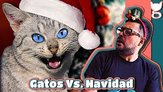 PROTEGE TU ÁRBOL DE NAVIDAD CON GATOS EN CASA 😼🎄 🎁 [upl. by Alcinia]