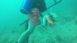 Spearfishing Crystal River Fl [upl. by Ecyle935]