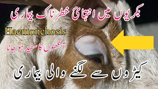 Hamenchosis  Anemia in Goats  Blood Sucking Parasites in Goats  Symptoms  Treatment  Dr Noman [upl. by Eudoca399]