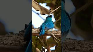 Verditer flycatcher shorts youtubeshorts flycatcher [upl. by Ainej]