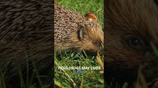 Eight Facts About Hedgehogs You Didnt Know [upl. by Janerich128]