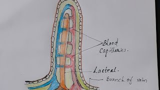 How to draw structure of Villus  Class IX [upl. by Doehne]