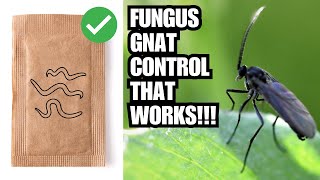 Guaranteed Fungus Gnat Control And Prevention  Over 10 Methods [upl. by Namsaj]