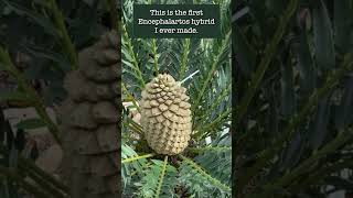 Encephalartos horridus x longifolius  Cycad Pollination 2022  Encephalartos woodii Debutant Ball [upl. by Ribble]