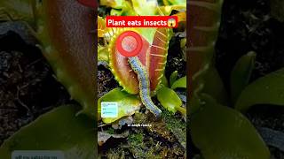 venus flytrap eats meat 😱 amazingfacts factsinhindi new facts latest trending ytshorts 1m [upl. by Ettedualc]