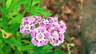 How to Grow Dianthus Pinks from Seed [upl. by Earl]