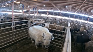 White Bison Amazing Worlds LARGEST BISON FARM  Big buffalo Farm [upl. by Persas]