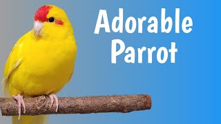 Meet the Kakariki Parrot A Colorful Avian Delight [upl. by Liane]