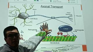 HISTOLOGIA l TEJIDO NERVIOSO parte 2 [upl. by Anyak784]