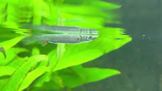 Aquarium fish Wrestling Halfbeak  freshwater aquarium fish [upl. by Merat]