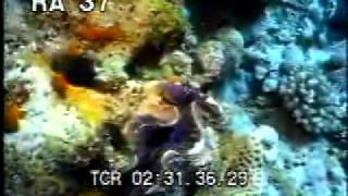 Clam 1  Underwater Clam  Ocean Clam  Best Shot Footage  Stock Footage [upl. by Enileve565]