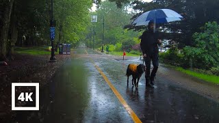 4k Rainy Day Walk Heavy Rain On Boston Somerville Bike Path  ASMR Walking [upl. by Megdal306]