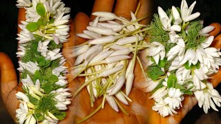 Harvesting DawanamMaruvam Mysore Malle🌿🤍davanammaruvamjasmineflowergarlandyoutubeshortsshort [upl. by Atirys]