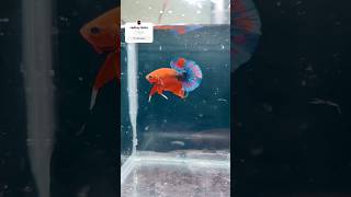 Stunning BlueRed Hellboy Betta Fish 🌊🔥  Mesmerizing Betta Colors  Betta Fish Care amp Beauty india [upl. by Ydnew647]