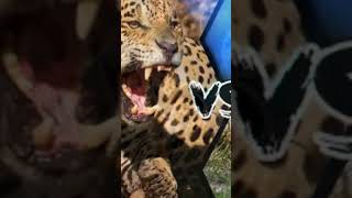 Jaguar vs Caiman Ultimate Jungle Showdown [upl. by Nilek367]