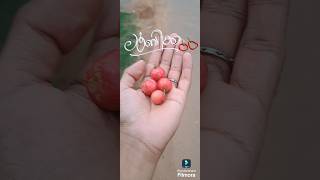 ചുമ്മാ ഒരു രസം😂ലൂബിക്ക🍒loobikka uppilittathu manga mangorecipe nostalgia prank comedyvideo [upl. by Demeter]