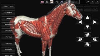 Equine Anatomy 3D software  Android Version [upl. by Melisa]