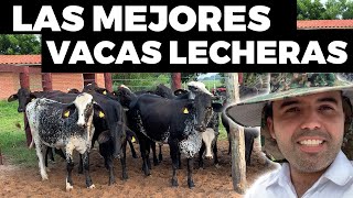 Beneficios De La Raza Girolando  Vacas Lecheras [upl. by Agnizn]