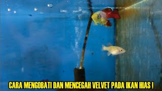 Cara mengobati velvet pada ikan hias‼️breeding killifish guentheri red‼️ [upl. by Nolyat201]