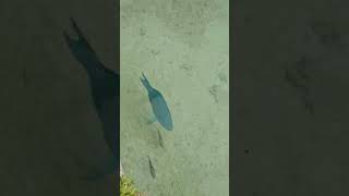 Parrot fishfish ytviral ytshorts parrotfish islandlifetrending shortsbermudaisland ofw [upl. by Jacob]