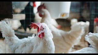 Importance of Colibacillosis in Poultry [upl. by Mirak]