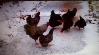 Keep Chicken Eggs From Freezing In Winter [upl. by Geirk]