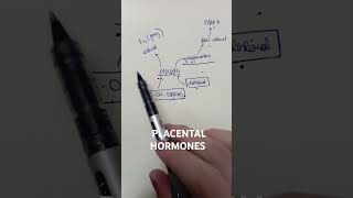 PLACENTAL HORMONES MRCOG1 mrcog discussyourstudyoptionwithus studywithmelivepomodoro12hours [upl. by Auqenwahs]