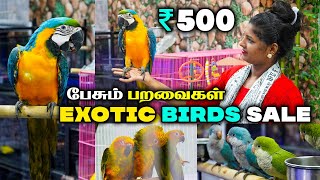 BIRDS SALE ரூ500 முதல் Tamed And Talking Birds For Sale  Sun ConureCockatiel African Love Birds [upl. by Grath]