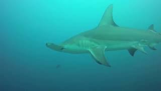 Epic Hammerhead Encounter  Dive Maldives [upl. by Sieracki]