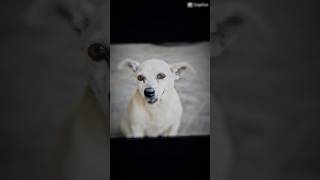 My dog bear music love song sad lyrics dogs shorts [upl. by Romito796]