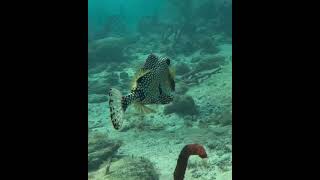 Smooth Trunkfish Pez Tronco Liso trunkfish coralreef underwater smoothtrunkfish peztroncoliso [upl. by Aimo497]