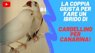 cardellino per canarina come scegliere la coppia giusta [upl. by Aittam]