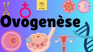 ♀️ ovogenése  production des ovocytes 🟪 كيفية تشكل البويضات ✨️ [upl. by Francois777]