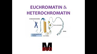 EUCHROMATIN amp HETEROCHROMATIN [upl. by Haniraz]