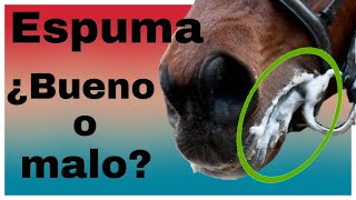 Caballo relajado o tenso espuma en la boca del caballo ¿que nos indica ¿es bueno o malo [upl. by Llennor]