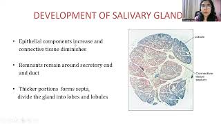 Salivary Gland [upl. by Danieu148]