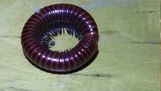 Red millipede unwinding [upl. by Atiram]