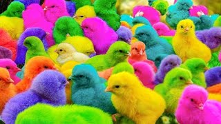 World cute chicks colourful chicksrainbow chickensducksrabbitsCute Animals [upl. by Alym]