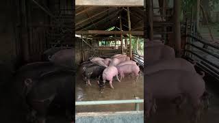 Feeding my very healthy piglets pigging pigbreeding pig piggy animals [upl. by Faust]