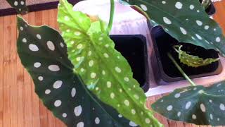 Begonia Maculata Propagation Update [upl. by Almeta]