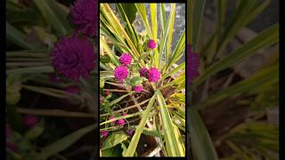 Gomphrena flowergardening gomphrena flower plant [upl. by Laurella]