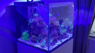 Aquaone Reefsys 180 [upl. by Kajdan]